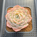 Echeveria 'Hyalina' Hybrid Seed-Grown 3"-4" Flower Village Hybrid Succulent Plant Cutting