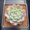 Echeveria 'BK Jelly' 3"-4" Succulent Plant Cutting