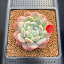 Echeveria 'BK Jelly' 3"-4" Succulent Plant Cutting