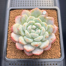 Echeveria 'BK Jelly' 3"-4" Succulent Plant Cutting