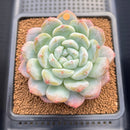 Echeveria 'BK Jelly' 3"-4" Succulent Plant Cutting