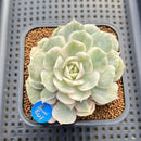 Echeveria 'Onslow' Variegated 3" Succulent Plant Cutting