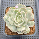 Echeveria 'Onslow' Variegated 3" Succulent Plant Cutting