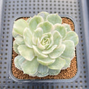 Echeveria 'Onslow' Variegated 3" Succulent Plant Cutting
