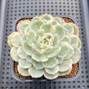Echeveria 'Onslow' Variegated 3" Succulent Plant Cutting