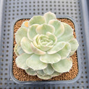 Echeveria 'Onslow' Variegated 3" Succulent Plant Cutting