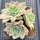 Echeveria 'Fun Queen' Variegated 3" Succulent Plant Cutting