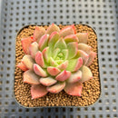Echeveria sp. Seed-Grown Hand-Picked Flower Village Hybrid 2" Succulent Plant Cutting