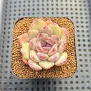 Echeveria sp. Seed-Grown Hand-Picked Flower Village Hybrid 2" Succulent Plant Cutting
