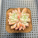 Echeveria sp. Seed-Grown Hand-Picked Flower Village Hybrid 2" Succulent Plant Cutting