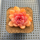 Echeveria sp. Seed-Grown Hand-Picked Flower Village Hybrid 2" Succulent Plant Cutting