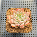 Echeveria sp. Seed-Grown Hand-Picked Flower Village Hybrid 2" Succulent Plant Cutting