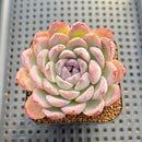 Echeveria sp. Seed-Grown Hand-Picked Flower Village Hybrid 2" Succulent Plant Cutting