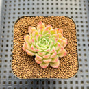 Echeveria sp. Seed-Grown Hand-Picked Flower Village Hybrid 2" Succulent Plant Cutting