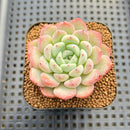 Echeveria sp. Seed-Grown Hand-Picked Flower Village Hybrid 2" Succulent Plant Cutting