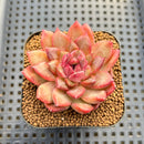 Echeveria sp. Seed-Grown Hand-Picked Flower Village Hybrid 2" Succulent Plant Cutting
