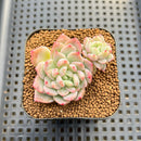 Echeveria sp. Seed-Grown Hand-Picked Flower Village Hybrid 2" Succulent Plant Cutting