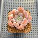 Echeveria 'Valentine' 2"-3" Succulent Plant Cutting