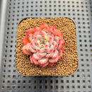 Echeveria sp. Seed-Grown Hand-Picked Flower Village Hybrid 2" Succulent Plant Cutting