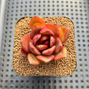 Echeveria sp. Seed-Grown Hand-Picked Flower Village Hybrid 2" Succulent Plant Cutting