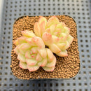 Echeveria sp. Seed-Grown Hand-Picked Flower Village Hybrid 2" Succulent Plant Cutting