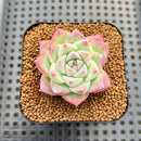 Echeveria sp. Seed-Grown Hand-Picked Flower Village Hybrid 2" Succulent Plant Cutting