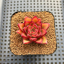 Echeveria sp. Seed-Grown Hand-Picked Flower Village Hybrid 2" Succulent Plant Cutting