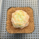 Echeveria sp. Seed-Grown Hand-Picked Flower Village Hybrid 2" Succulent Plant Cutting