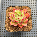 Echeveria sp. Seed-Grown Hand-Picked Flower Village Hybrid 2" Succulent Plant Cutting