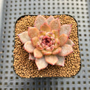 Echeveria sp. Seed-Grown Hand-Picked Flower Village Hybrid 2" Succulent Plant Cutting