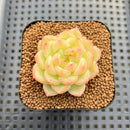 Echeveria sp. Seed-Grown Hand-Picked Flower Village Hybrid 2" Succulent Plant Cutting