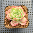 Echeveria sp. Seed-Grown Hand-Picked Flower Village Hybrid 2" Succulent Plant Cutting
