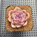 Echeveria sp. Seed-Grown Hand-Picked Flower Village Hybrid 2" Succulent Plant Cutting