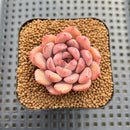 Echeveria sp. Seed-Grown Hand-Picked Flower Village Hybrid 2" Succulent Plant Cutting