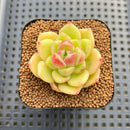 Echeveria sp. Seed-Grown Hand-Picked Flower Village Hybrid 2" Succulent Plant Cutting