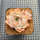 Echeveria sp. Seed-Grown Hand-Picked Flower Village Hybrid 2" Succulent Plant Cutting