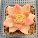 Echeveria sp. Seed-Grown Hand-Picked Flower Village Hybrid 2" Succulent Plant Cutting