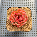 Echeveria sp. Seed-Grown Hand-Picked Flower Village Hybrid 2" Succulent Plant Cutting