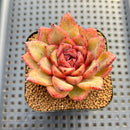 Echeveria sp. Seed-Grown Hand-Picked Flower Village Hybrid 2" Succulent Plant Cutting
