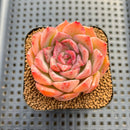 Echeveria sp. Seed-Grown Hand-Picked Flower Village Hybrid 2" Succulent Plant Cutting