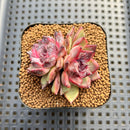 Echeveria sp. Seed-Grown Hand-Picked Flower Village Hybrid 2" Succulent Plant Cutting