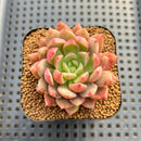 Echeveria sp. Seed-Grown Hand-Picked Flower Village Hybrid 2" Succulent Plant Cutting