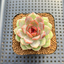 Echeveria sp. Seed-Grown Hand-Picked Flower Village Hybrid 2" Succulent Plant Cutting