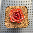 Echeveria sp. Seed-Grown Hand-Picked Flower Village Hybrid 2" Succulent Plant Cutting