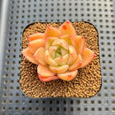 Echeveria sp. Seed-Grown Hand-Picked Flower Village Hybrid 2" Succulent Plant Cutting