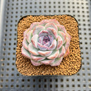 Echeveria sp. Seed-Grown Hand-Picked Flower Village Hybrid 2" Succulent Plant Cutting