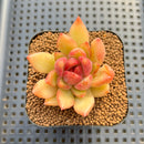Echeveria sp. Seed-Grown Hand-Picked Flower Village Hybrid 2" Succulent Plant Cutting