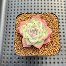 Echeveria sp. Seed-Grown Hand-Picked Flower Village Hybrid 2" Succulent Plant Cutting