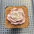 Echeveria 'Joong San' 2" Succulent Plant Cutting
