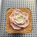 Echeveria 'Joong San' 2" Succulent Plant Cutting
